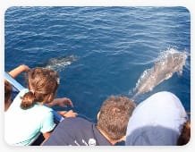 La-cura-dei-delfini-e-del-mare-Volontariato-Puglia---storie-e-notizie-di-cittadinanza-attiva-Giugno-2021
